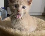 Кошки в Самаре: Котёнок пудра Мальчик, Бесплатно - фото 1