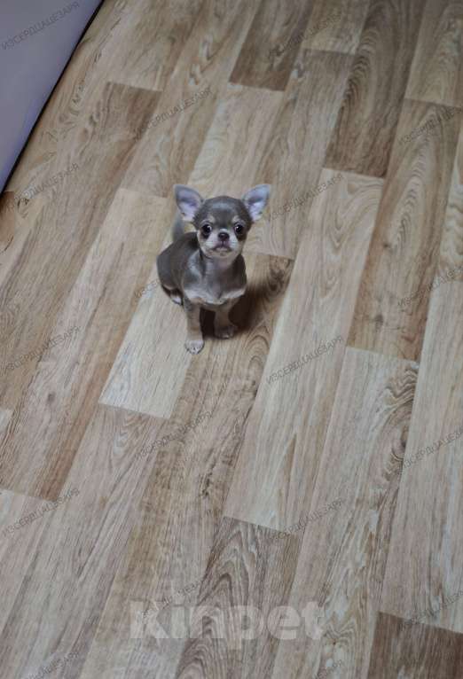 Собаки в Москве: Девочка лилового окраса Девочка, 65 000 руб. - фото 9