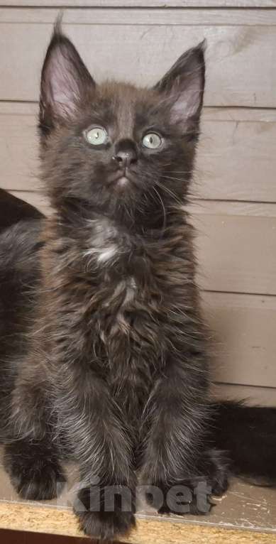 Кошки в Санкт-Петербурге: Мальчик мейн кун Мальчик, 65 000 руб. - фото 2