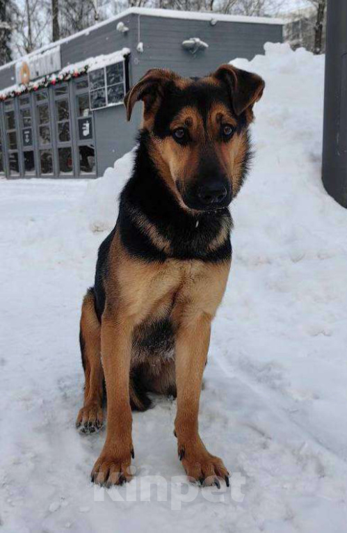 Собаки в Москве: Щенок в добрые руки Девочка, Бесплатно - фото 2