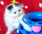 Кошки в Новосибирске: Шотландская вислоухая девочка. Девочка, 10 000 руб. - фото 2