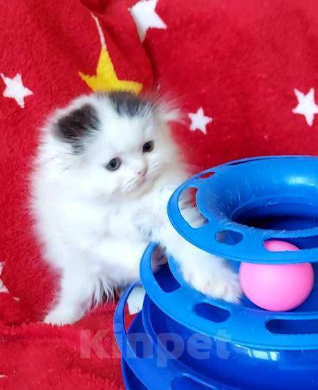 Кошки в Новосибирске: Шотландская вислоухая девочка. Девочка, 10 000 руб. - фото 2