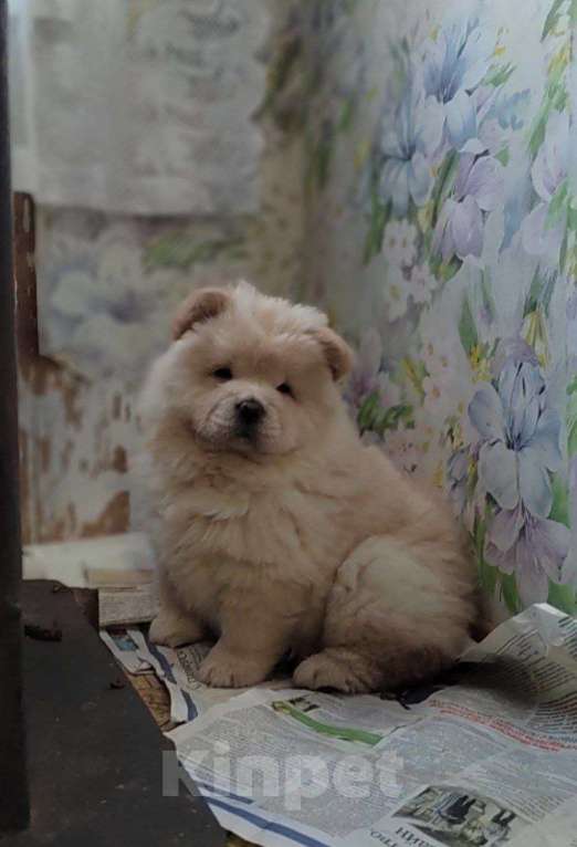Собаки в Хабаровске: Чау чау щенок девочка Девочка, Бесплатно - фото 1