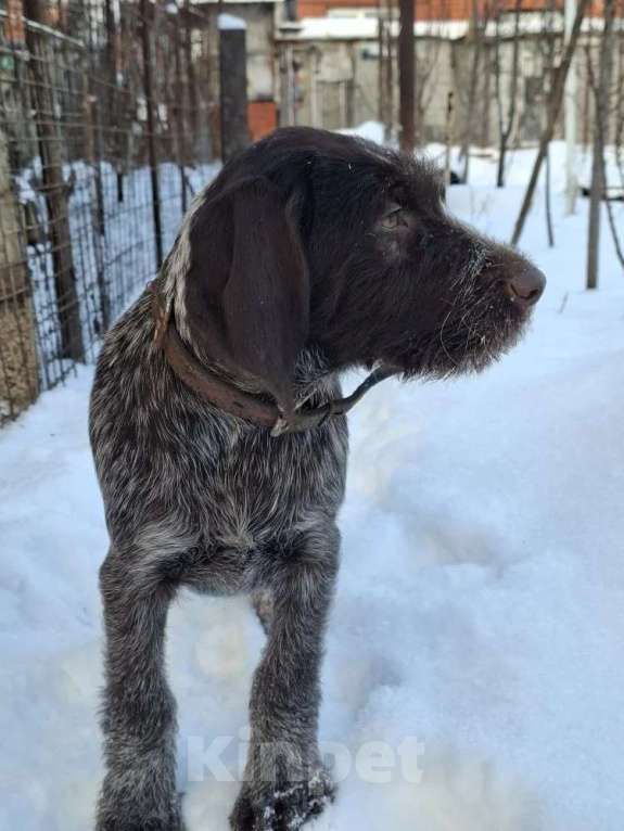 Собаки в Борисоглебске: подрощенный щенок Мальчик, 65 000 руб. - фото 4