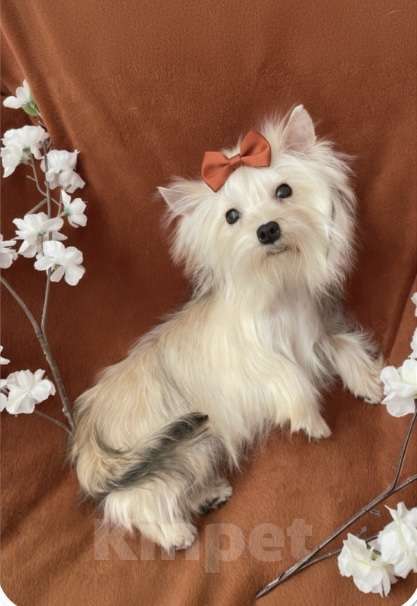 Собаки в Москве: Подрощенный йорк мини девочка рыжая Девочка, 80 000 руб. - фото 4