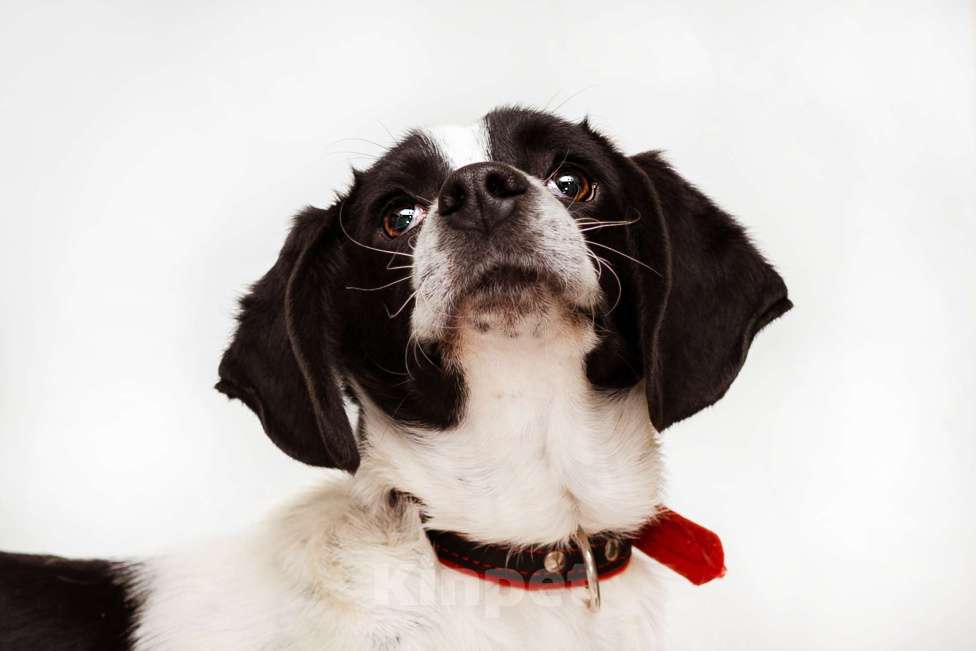 Собаки в Москве: Щенок маленькой собаки Мальчик, Бесплатно - фото 9