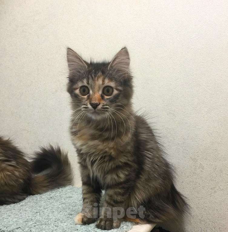 Кошки в Санкт-Петербурге: Сибирские котята Девочка, 45 000 руб. - фото 9