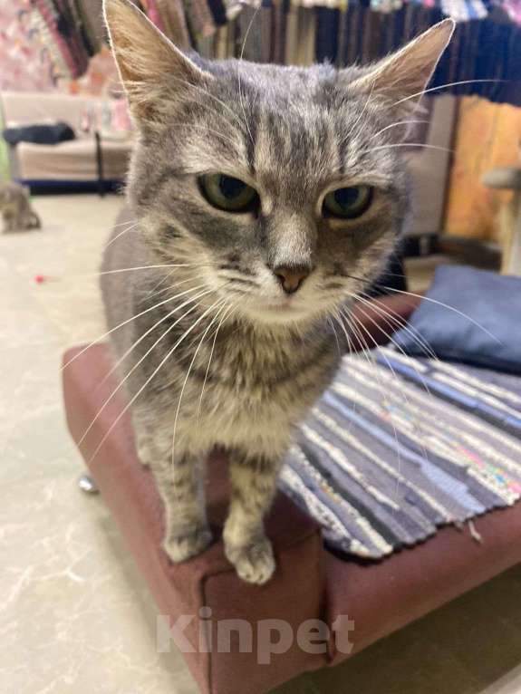 Кошки в Москве: Очень ласковая кошечка Стефани мечтает о доме Девочка, Бесплатно - фото 2