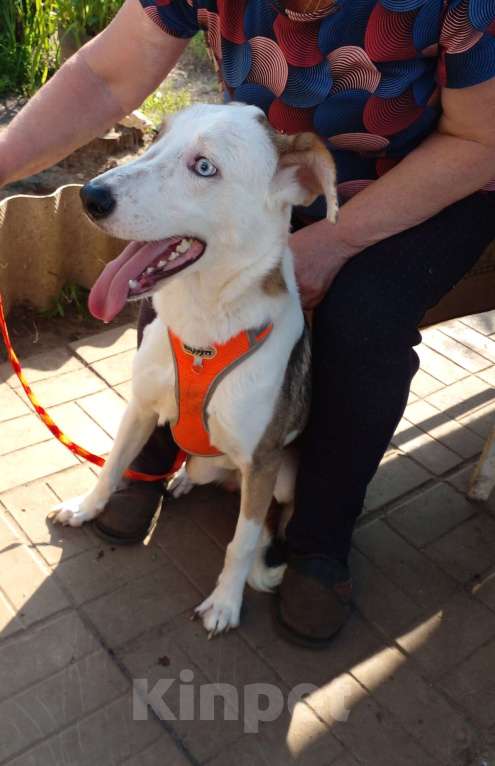 Собаки в Котельнике: Мальчик с разноцветными глазами и очень трудной судьбой! Мальчик, Бесплатно - фото 5