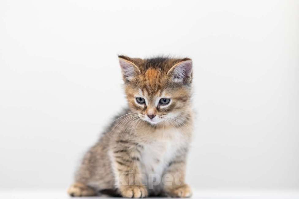 Кошки в Москве: Анита Девочка, Бесплатно - фото 2