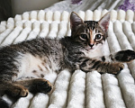 Кошки в Казани: Кошечка Девочка, Бесплатно - фото 1