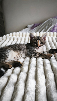 Кошечка