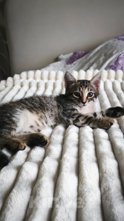 Кошки в Казани: Кошечка Девочка, Бесплатно - фото 1