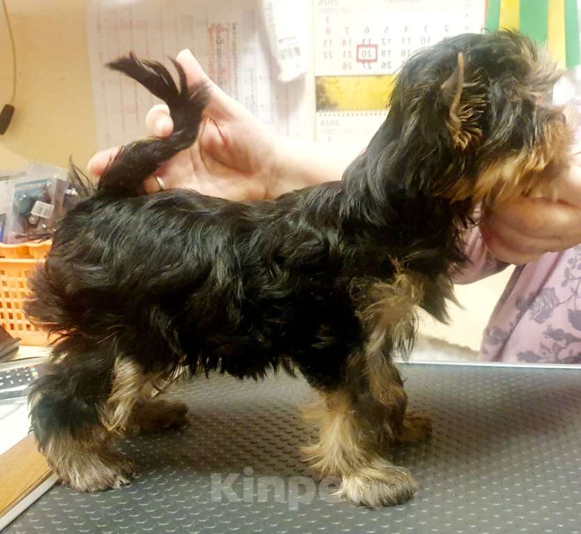 Собаки в Москве: Щенки йоркширского терьера Мальчик, 45 000 руб. - фото 7