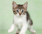 Кошки в Москве: Крохотный котенок Иван ищет семью Мальчик, Бесплатно - фото 3