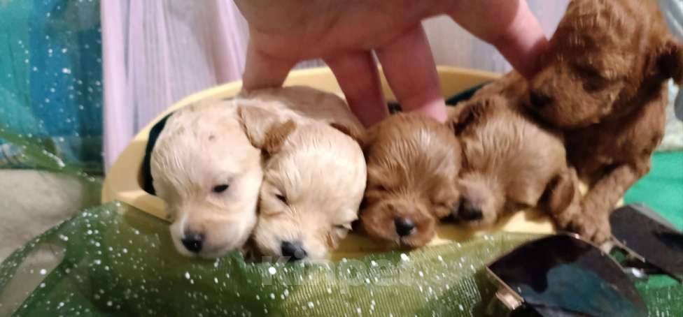 Собаки в Москве: Мальтипу девочки и мальчики Девочка, 55 000 руб. - фото 4