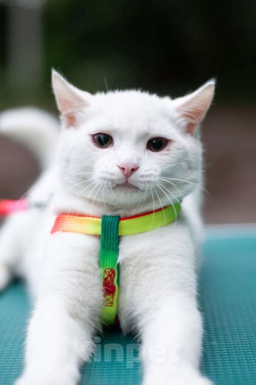 Кошки в Ногинске: Кот Дагестанской родословной ищет постоянную прописку Мальчик, Бесплатно - фото 4