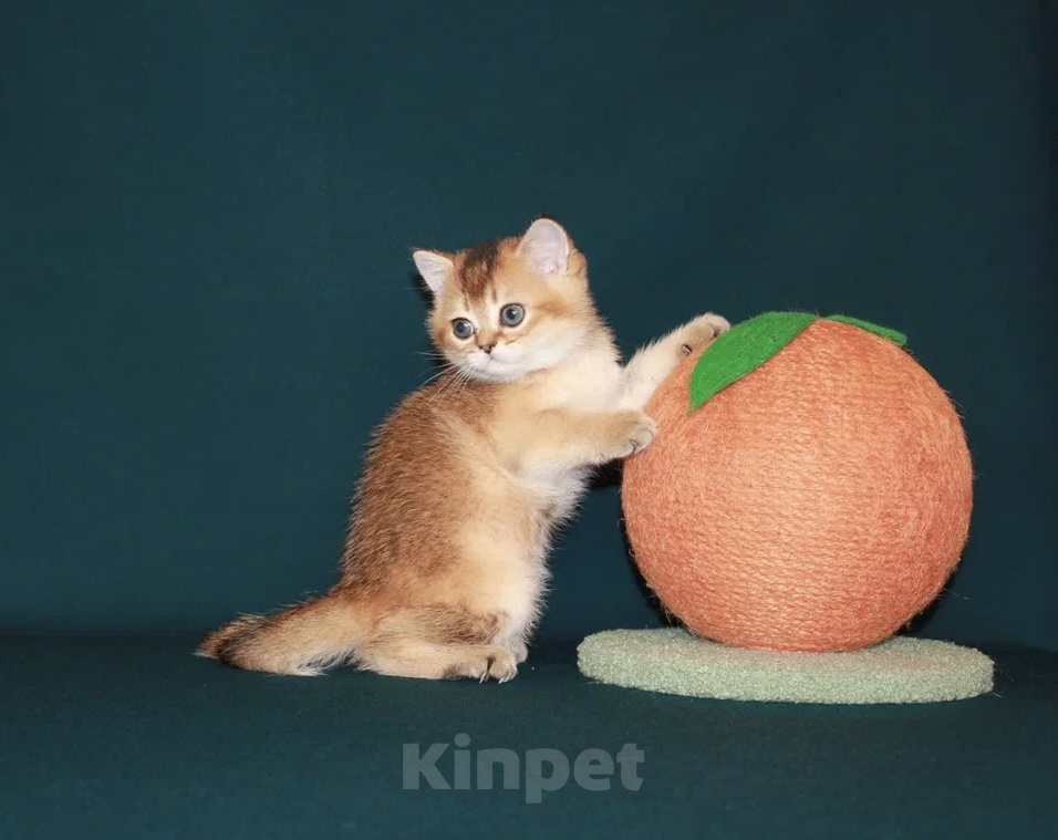 Кошки в Сочи: Шотландский прямоухий котенок Мальчик, 35 000 руб. - фото 2
