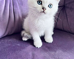 Кошки в Москве: Шотландский прямоухий котенок(девочка) Девочка, 15 000 руб. - фото 3