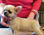 Собаки в Москве: супер мальчишка чихуахуа Мальчик, 50 000 руб. - фото 1