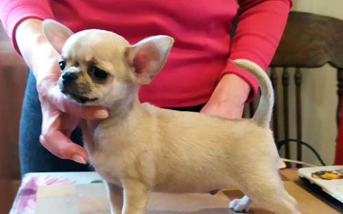 супер мальчишка чихуахуа