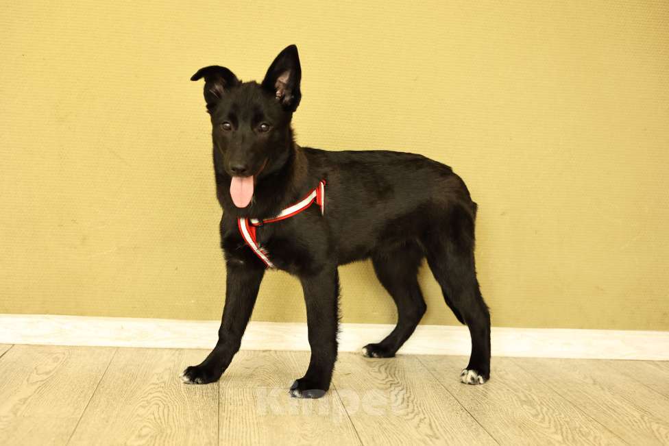 Собаки в Москве: Щенок в Москве бесплатно Девочка, Бесплатно - фото 2