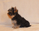 Собаки в Москве: Йоркширский терьер-чудо в ваш дом Разнополые, 20 000 руб. - фото 4