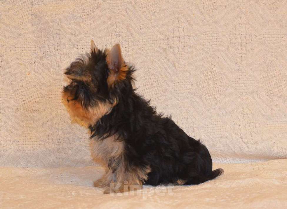 Собаки в Москве: Йоркширский терьер-чудо в ваш дом Разнополые, 20 000 руб. - фото 4