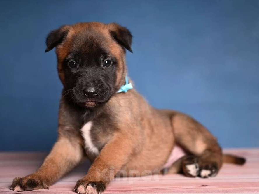 Собаки в других городах Краснодарского края: Щенки малинуа Девочка, 50 000 руб. - фото 6