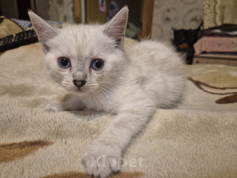 Кошки в Дедовске: Котята ,мальчики ,в добрые руки Мальчик, Бесплатно - фото 7