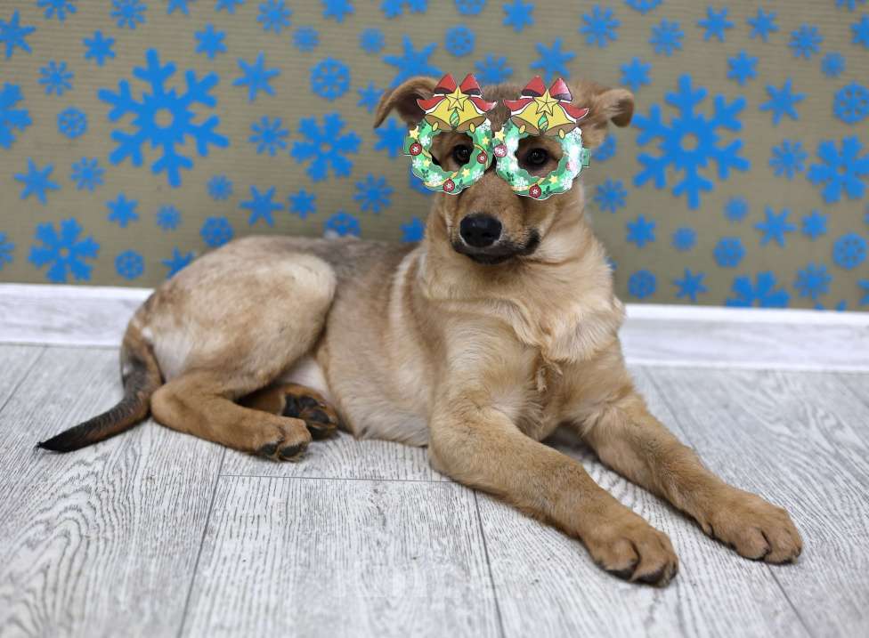 Собаки в Москве: Щенки бесплатно в Москве Девочка, Бесплатно - фото 8