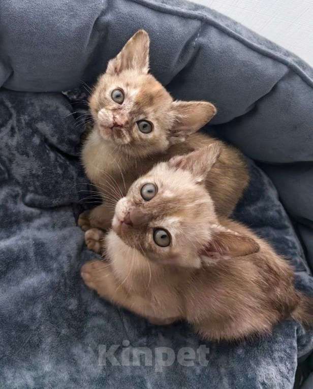 Кошки в Санкт-Петербурге: Бурманские котята девочки Девочка, 23 000 руб. - фото 1