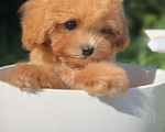 Собаки в Москве: Мальтипу Микро с Кукольной 😍 Baby-face Девочка, 230 000 руб. - фото 7