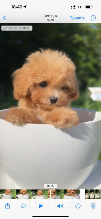 Собаки в Москве: Мальтипу Микро с Кукольной 😍 Baby-face Девочка, 230 000 руб. - фото 7