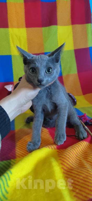 Кошки в Екатеринбурге: Котята породы русская голубая  Мальчик, 10 000 руб. - фото 5