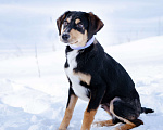 Собаки в Солнечногорске: Щенок в добрые руки Мальчик, Бесплатно - фото 2