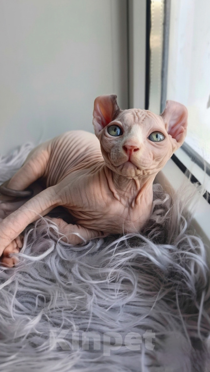 Кошки в других городах Башкортостана: Котёнок эльф с документами Девочка, 35 000 руб. - фото 1
