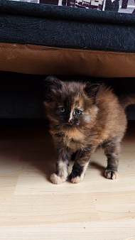 Котёнок Мейн Кун метис