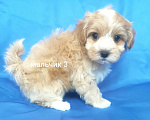 Собаки в Москве: мальтипу мальчик Мальчик, 60 000 руб. - фото 5