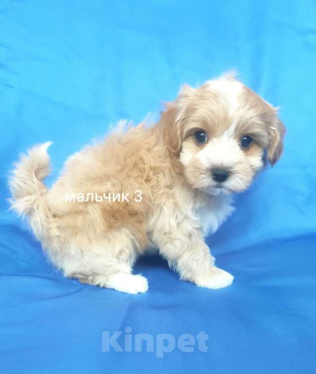 Собаки в Москве: мальтипу мальчик Мальчик, 60 000 руб. - фото 5
