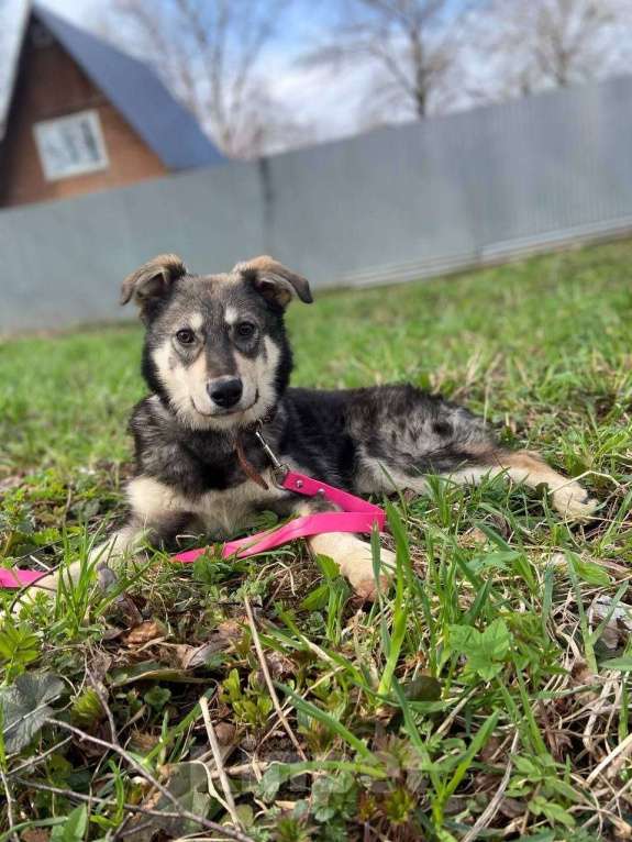 Собаки в Москве: Даная якутенок в добрые руки Девочка, Бесплатно - фото 10