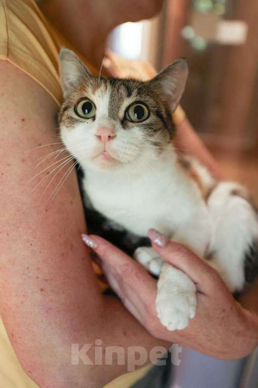 Кошки в Москве: Тургеневская потеряша в центре Девочка, Бесплатно - фото 4