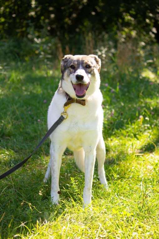 Собаки в Москве: Анита Девочка, Бесплатно - фото 1