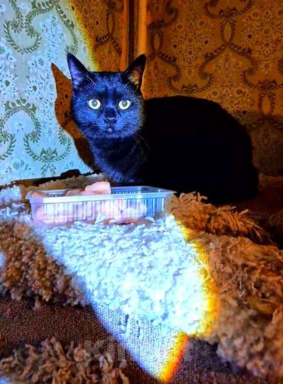 Кошки в Москве: Милош попал в передрягу Мальчик, Бесплатно - фото 2