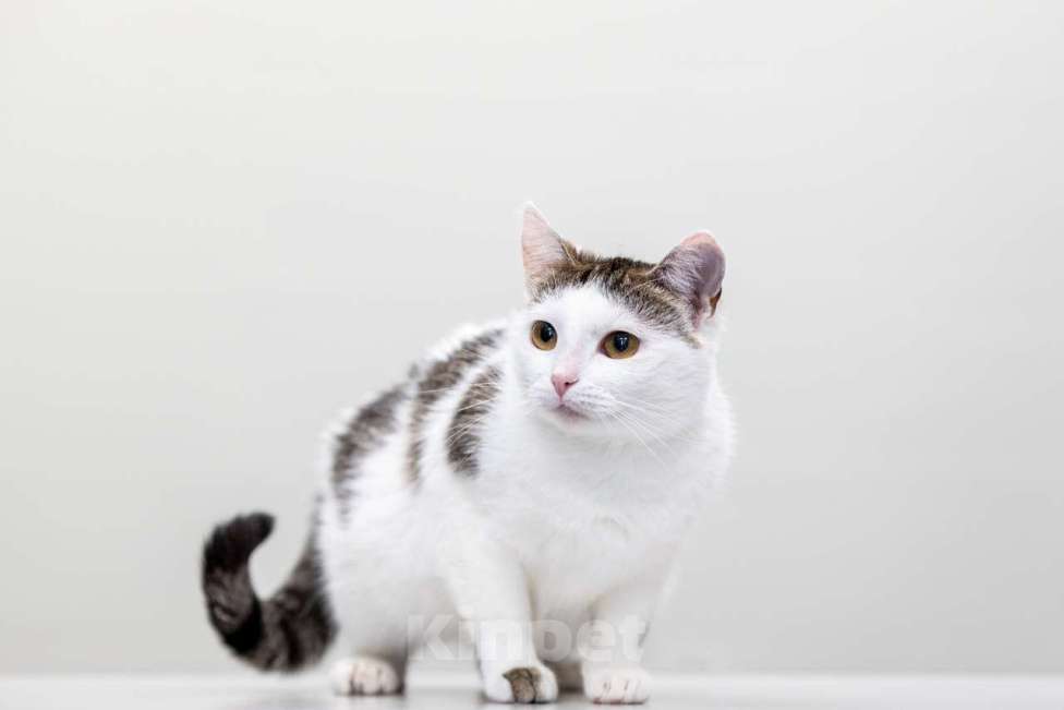 Кошки в Москве: Агата Девочка, Бесплатно - фото 3