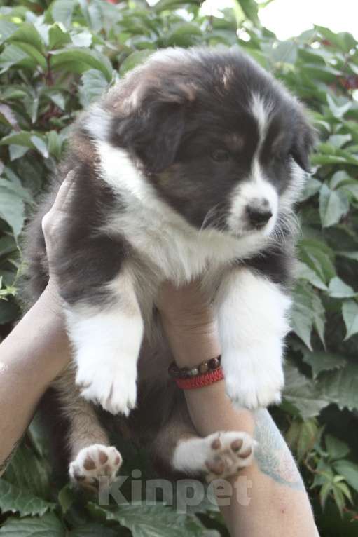 Собаки в Санкт-Петербурге: Щенки Аусси Мальчик, 50 000 руб. - фото 3