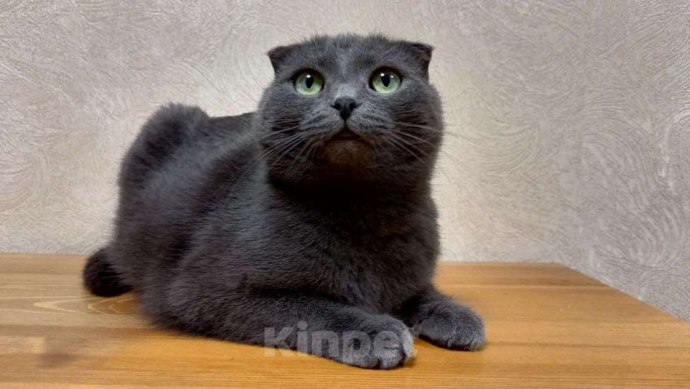Кошки в Королеве: графиня Лопухина ищет дом Девочка, Бесплатно - фото 4