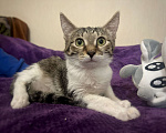 Кошки в Москве: Котёнок Лексус Мальчик, Бесплатно - фото 6