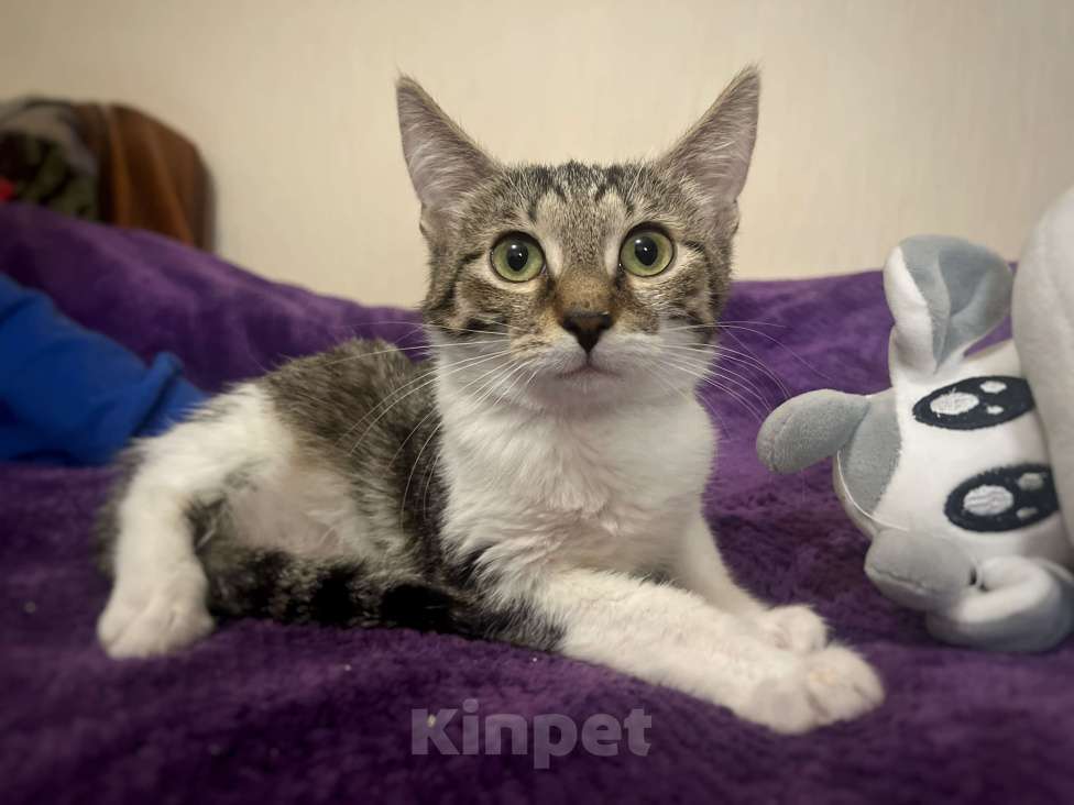 Кошки в Москве: Котёнок Лексус Мальчик, Бесплатно - фото 6