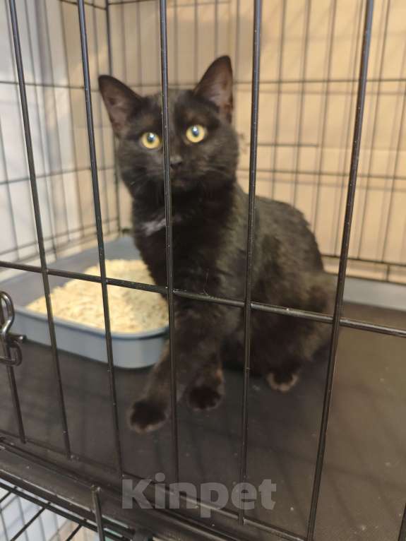 Кошки в Москве: Котенок Рокки ищет дом  Мальчик, Бесплатно - фото 6